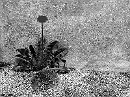 bain-127