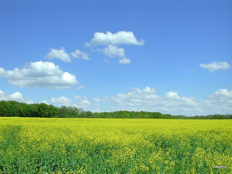 103.jpg