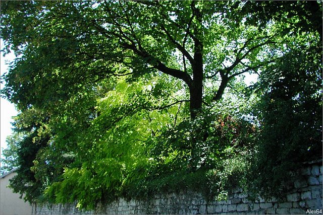 Balade-337
