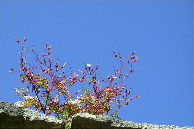 Balade-344