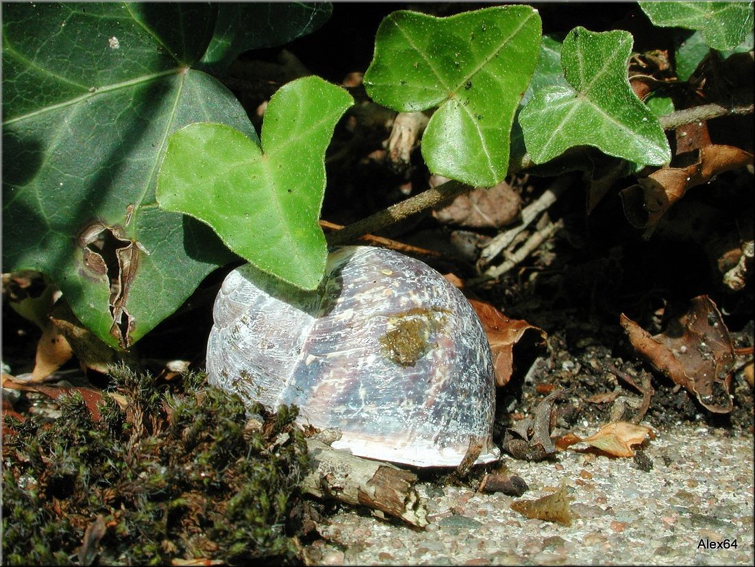 Vaites-Cimetiere-Chaprais027c.JPG