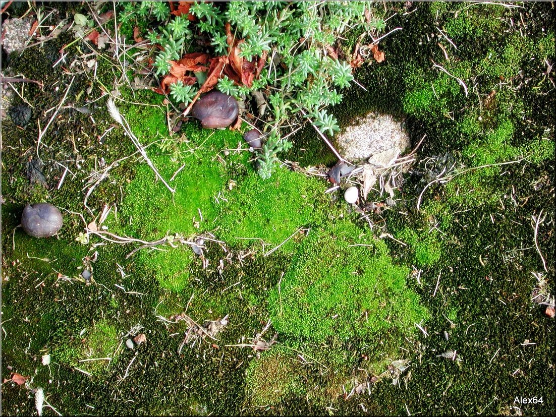 Vaites-Cimetiere-Chaprais059.JPG
