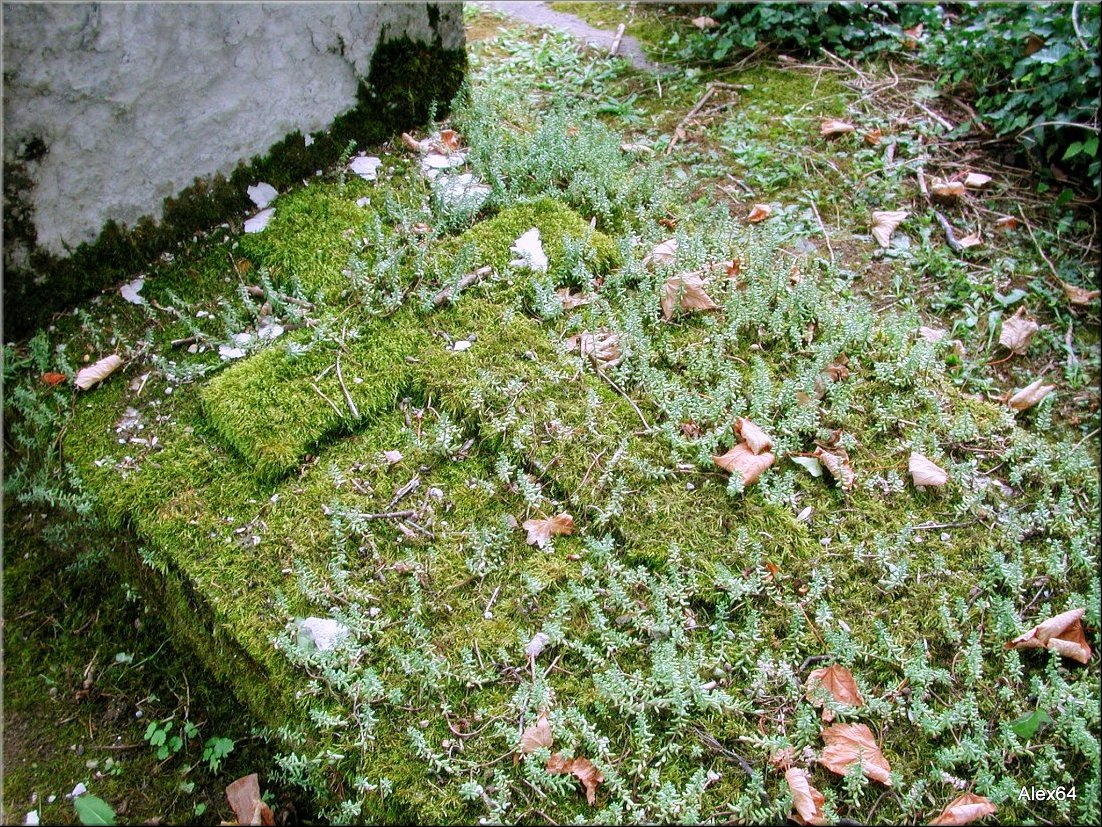 Vaites-Cimetiere-Chaprais077.JPG