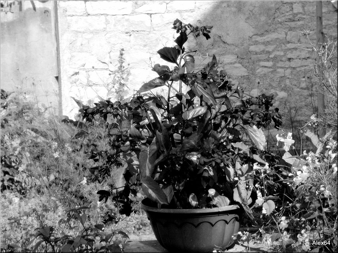 Vaites-Cimetiere-Chaprais086.JPG
