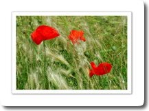 Gentil Coquelicot