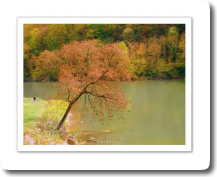 Arbre de feu