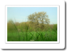 Bien caché au ras des herbes