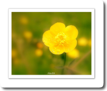 Bouton d'Or