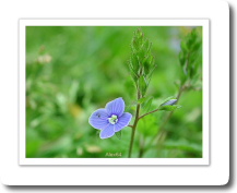 Le bleu n'existe pas