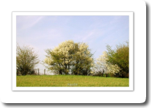 Calme
