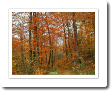 Feu de forêt d'automne