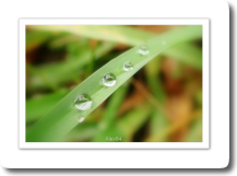 Perles du matin