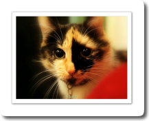 Minette