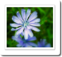 Le bleu n'existe pas dans la nature