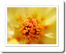 Cour de fleur