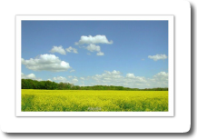 Colza, ciel bleu, nature