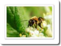 Si les abeilles mouraient...