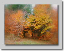 feu d'automne