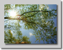 Branchages