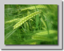 Blé vert