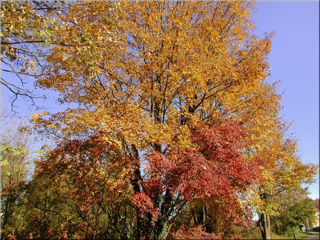 DSCN0014829