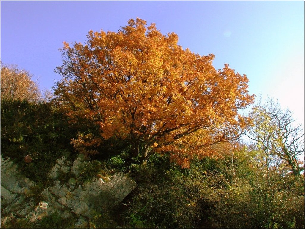 DSCN0014896