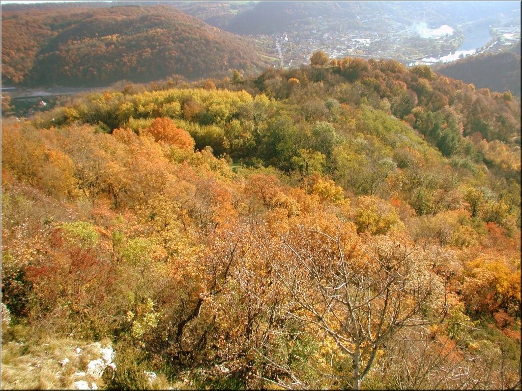 DSCN0014998