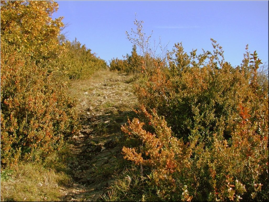 DSCN0015052