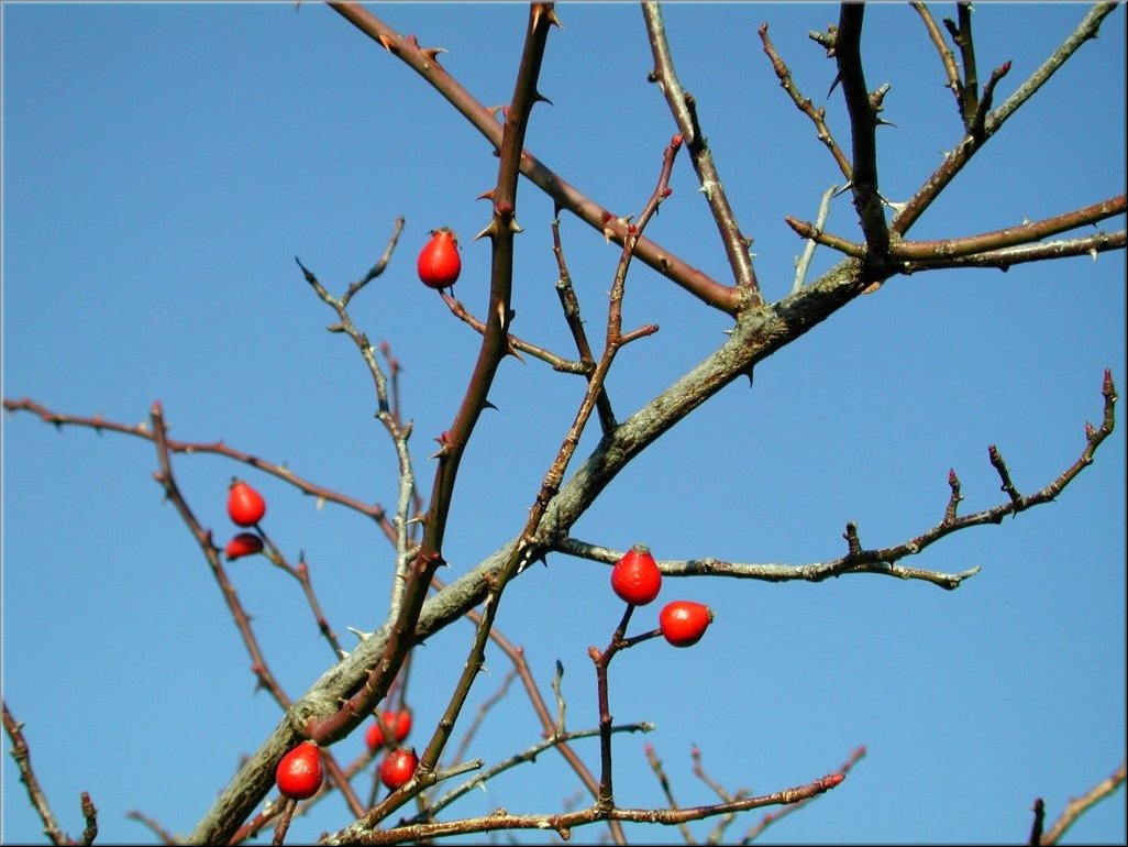 DSCN0015053
