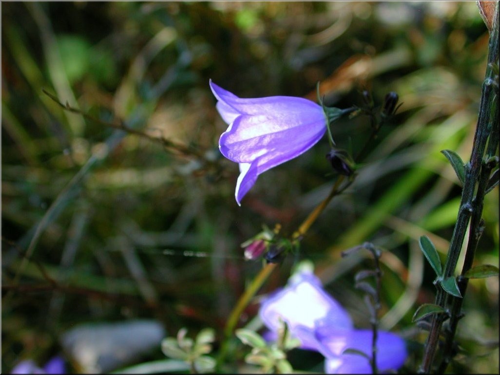 DSCN0015056