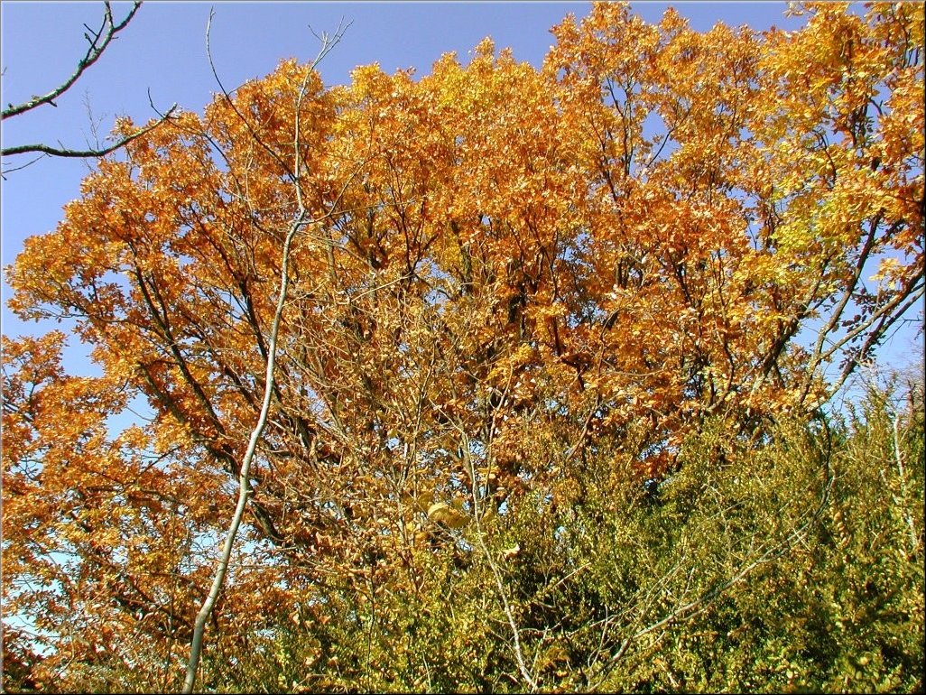 DSCN0015070