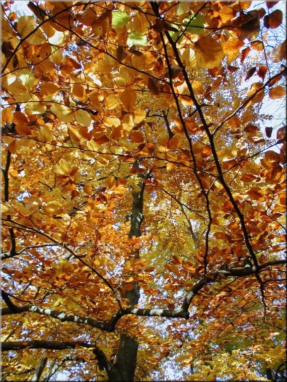 DSCN0015090