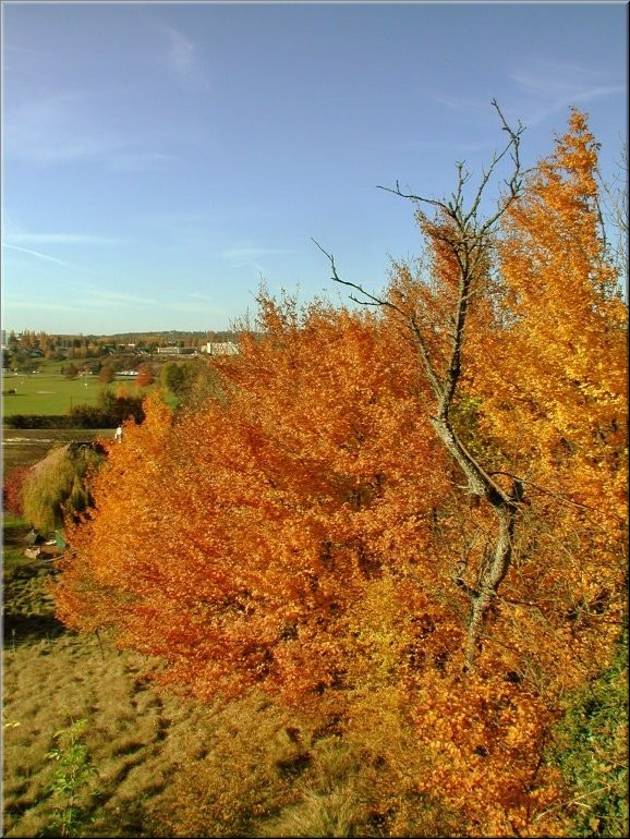 DSCN0015107