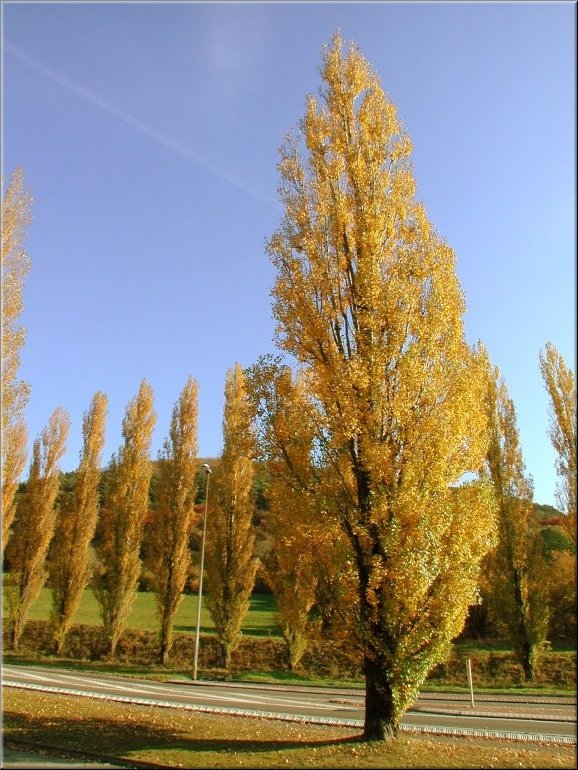 DSCN0015113