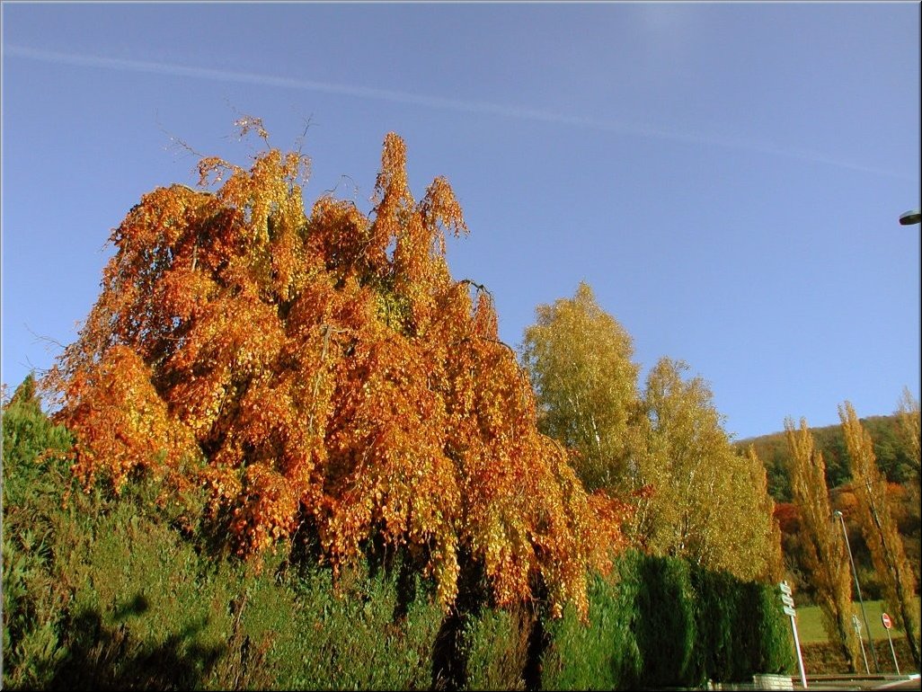 DSCN0015115