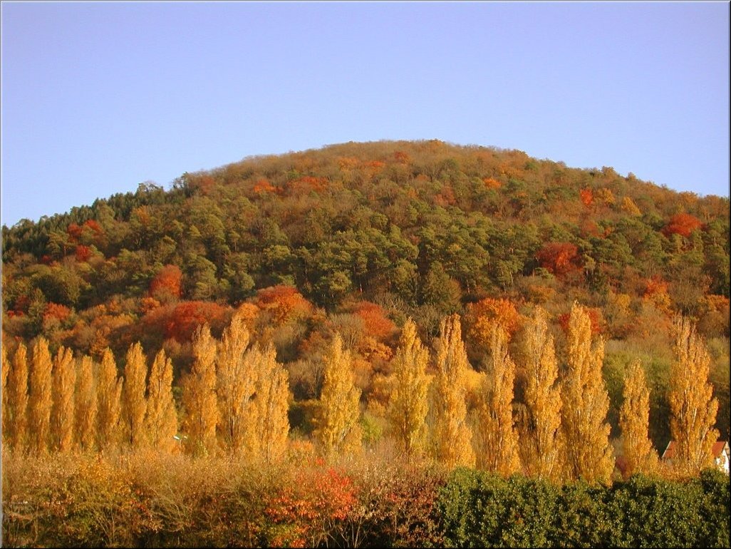 DSCN0015131