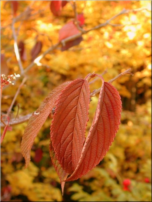 DSCN0015133