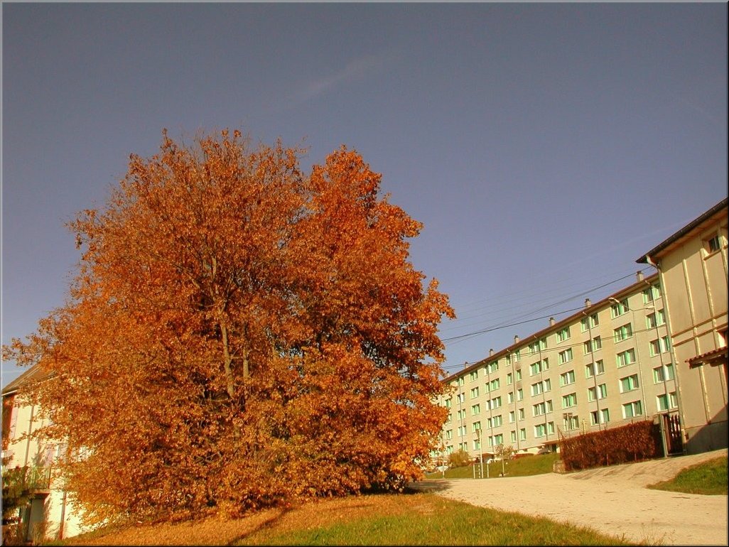 DSCN0015137