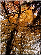 DSCN0014872