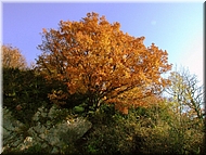 DSCN0014896