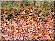DSCN0014921