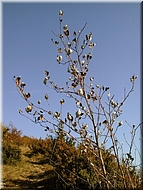 DSCN0015013