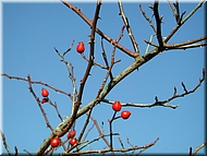 DSCN0015053