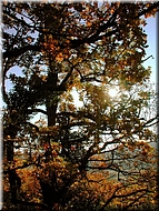 DSCN0015065
