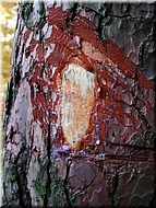 DSCN0015084
