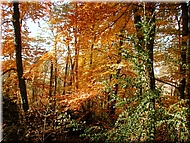 DSCN0015087