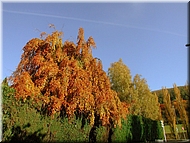 DSCN0015115