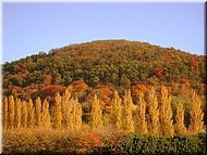 DSCN0015131