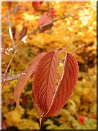 DSCN0015133