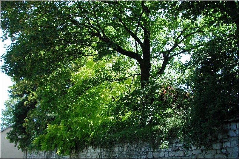 dscn0012621.jpg